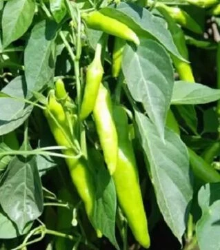 Насіння перцю Хуеро F1, п.о. 250 насінин (United Genetics)