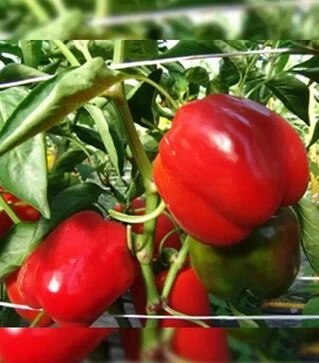 Семена перца Присцила F1, п.е. 500 семян (Moravoseed)