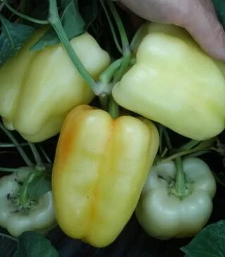 Насіння перцю Квадри F1, п.о. 250 насінин (Semo)