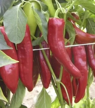 Семена перца Драки F1, п.е. 250 семян (Semo)