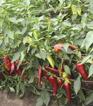 Семена перца Драки F1, п.е. 250 семян (Semo)