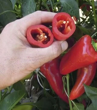 Семена перца Драки F1, п.е. 250 семян (Semo)