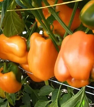 Семена перца Арены F1, п.е. 250 семян (Semo)