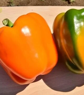 Семена перца Арены F1, п.е. 250 семян (Semo)