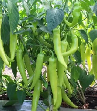 Семена перца КС 65 F1, п.е. 500 семян (Kitano Seeds)