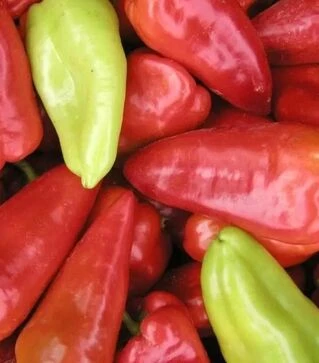 Семена перца Лунги F1, п.е. 250 семян (Semo)