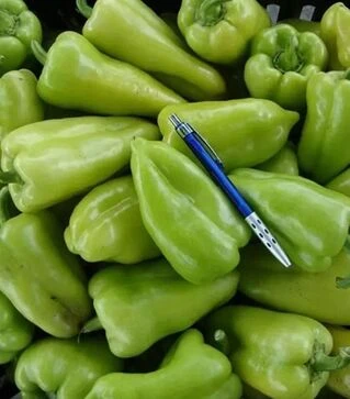 Семена перца Лунги F1, п.е. 250 семян (Semo)