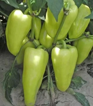 Семена перца Остры F1, п.е. 250 семян (Semo)