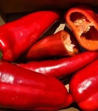 Семена перца Рафаэла F1, п.е. 250 семян (Semo)