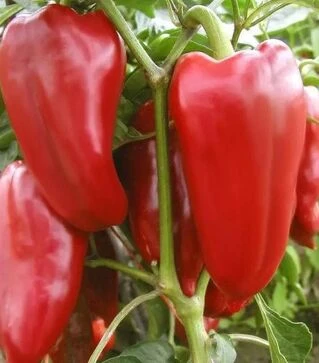 Семена перца Рафаэла F1, п.е. 250 семян (Semo)