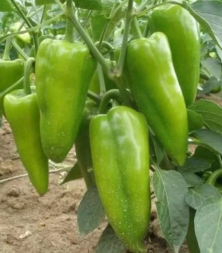 Семена перца Рафаэла F1, п.е. 250 семян (Semo)