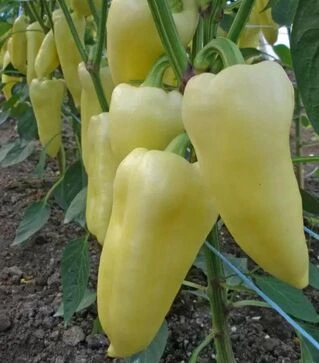 Семена перца Суперами F1, п.е. 250 семян (Semo)