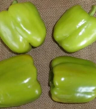 Семена перца Саския F1, п.е. 250 семян (Semo)