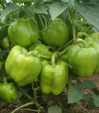 Семена перца Саския F1, п.е. 250 семян (Semo)