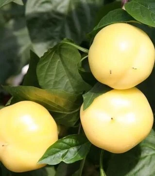 Насіння перцю Яблина F1, п.о. 250 насінин (Semo)