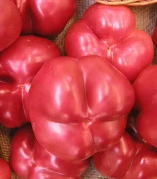 Семена перца Тамина F1, п.е. 250 семян (Semo)