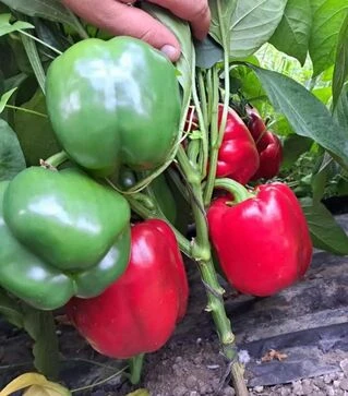 Семена перца Фасило F1 (75063), п.е. 250 семян (Hazera)