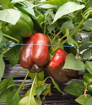 Семена перца Брабус F1, п.е. 500 семян (Sakata)