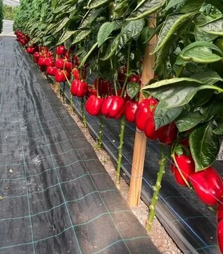 Насіння перцю Ред Дір F1, п.о. 1 тис. насінин (Clause)