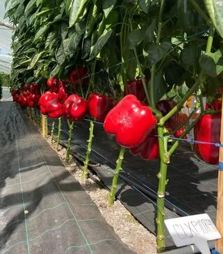 Насіння перцю Ред Дір F1, п.о. 1 тис. насінин (Clause)