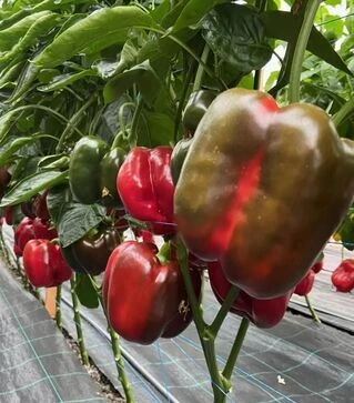 Насіння перцю Ред Дір F1, п.о. 1 тис. насінин (Clause)