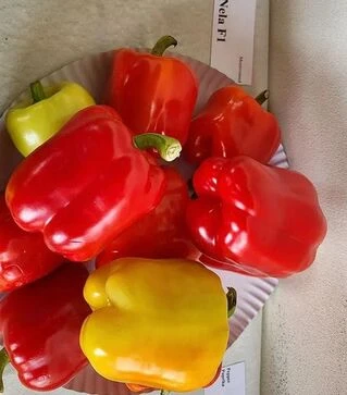 Семена перца Нела F1, п.е. 500 семян (Moravoseed)