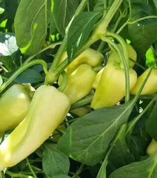 Семена перца Сонетт F1, п.е. 1 тыс. семян (Innova Seeds)