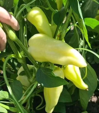 Семена перца Сонетт F1, п.е. 1 тыс. семян (Innova Seeds)