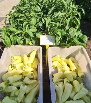 Семена перца Сонетт F1, п.е. 1 тыс. семян (Innova Seeds)