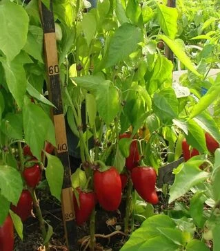 Семена перца Кирилл F1, 20 г (Ницcса)