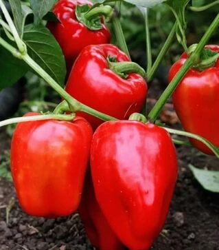 Семена перца Виктория, 50 г (Ницcса)