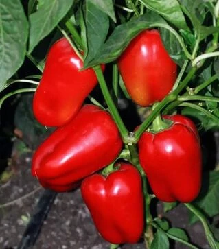 Семена перца Виктория, 50 г (Ницcса)