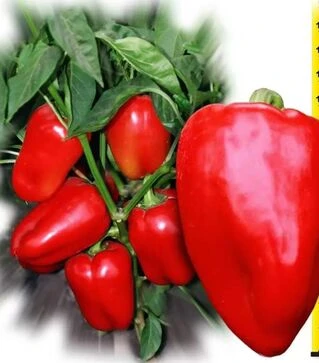 Семена перца Виктория, 50 г (Ницcса)