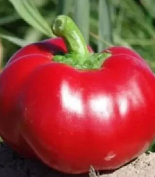 Насіння перцю Александр, 50 г (Moravoseed)