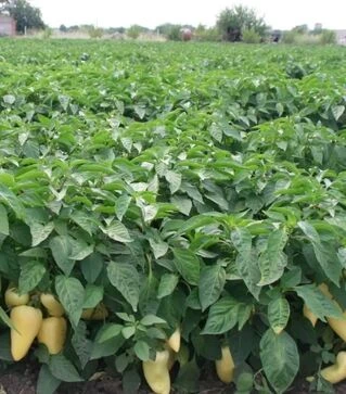 Семена перца Алексий, 50 г (Ницcса)