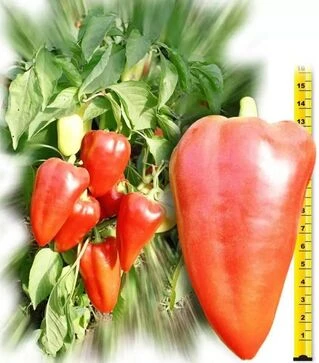 Семена перца Алексий, 50 г (Ницcса)