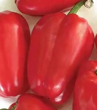 Насіння перцю Антей, 500 г (Nasko)