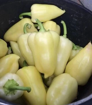 Семена перца Алексий, 100 г (Ницcса)