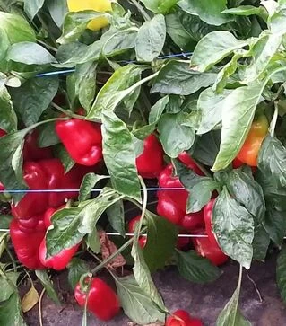 Насіння перцю Андреа, 50 г (Moravoseed)