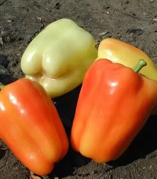 Семена перца Фламинго F1 Clause, 5 г (Clause)