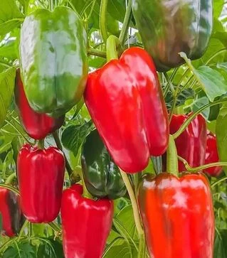 Семена перца Калифорнийское чудо, 50 г (Moravoseed)