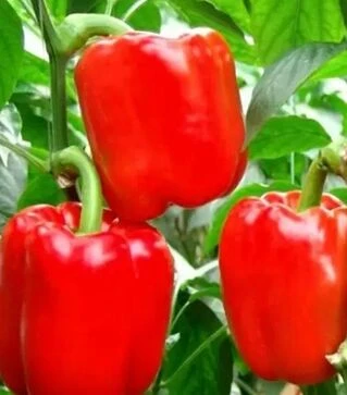 Семена перца Калифорнийское чудо, 50 г (Moravoseed)