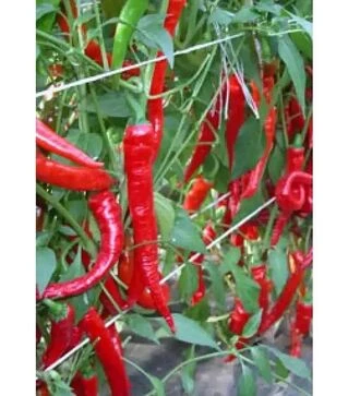 Семена перца Козий Рог, 50 г (Moravoseed)