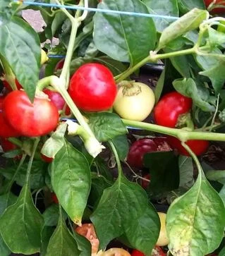 Семена перца Коралл, 25 г (Moravoseed)