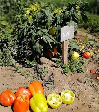 Насіння перцю Кларетті F1, 5 г (Solare Sementi)