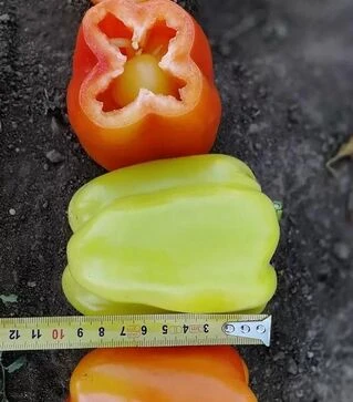 Насіння перцю Кларетті F1, 5 г (Solare Sementi)