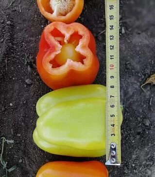 Насіння перцю Кларетті F1, 5 г (Solare Sementi)