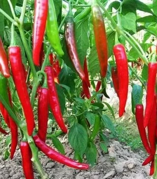 Семена перца Хариет, 25 г (Moravoseed)