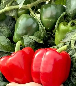 Насіння перцю Амарок F1, п.о. 1 тис. насінин (Clause)