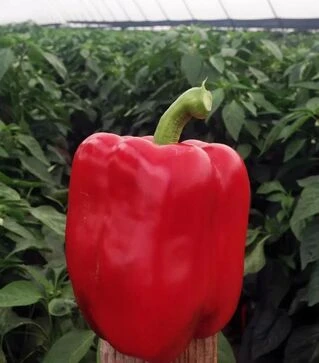 Насіння перцю Амарок F1, п.о. 1 тис. насінин (Clause)